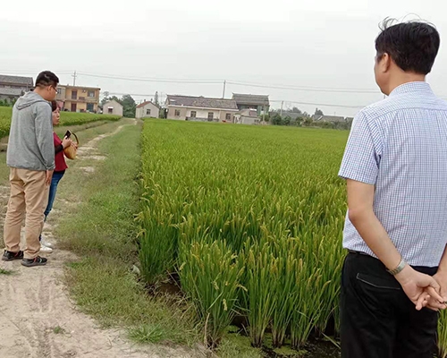 大米種植基地